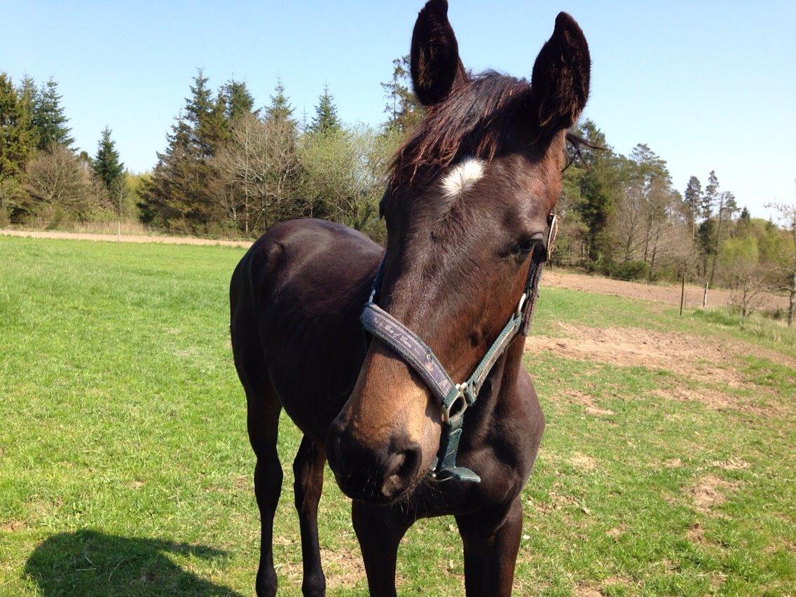 Dansk Varmblod Vangebo's Favour  billede 17