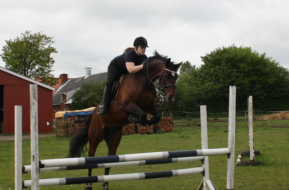 Dansk Varmblod Ocean billede 18