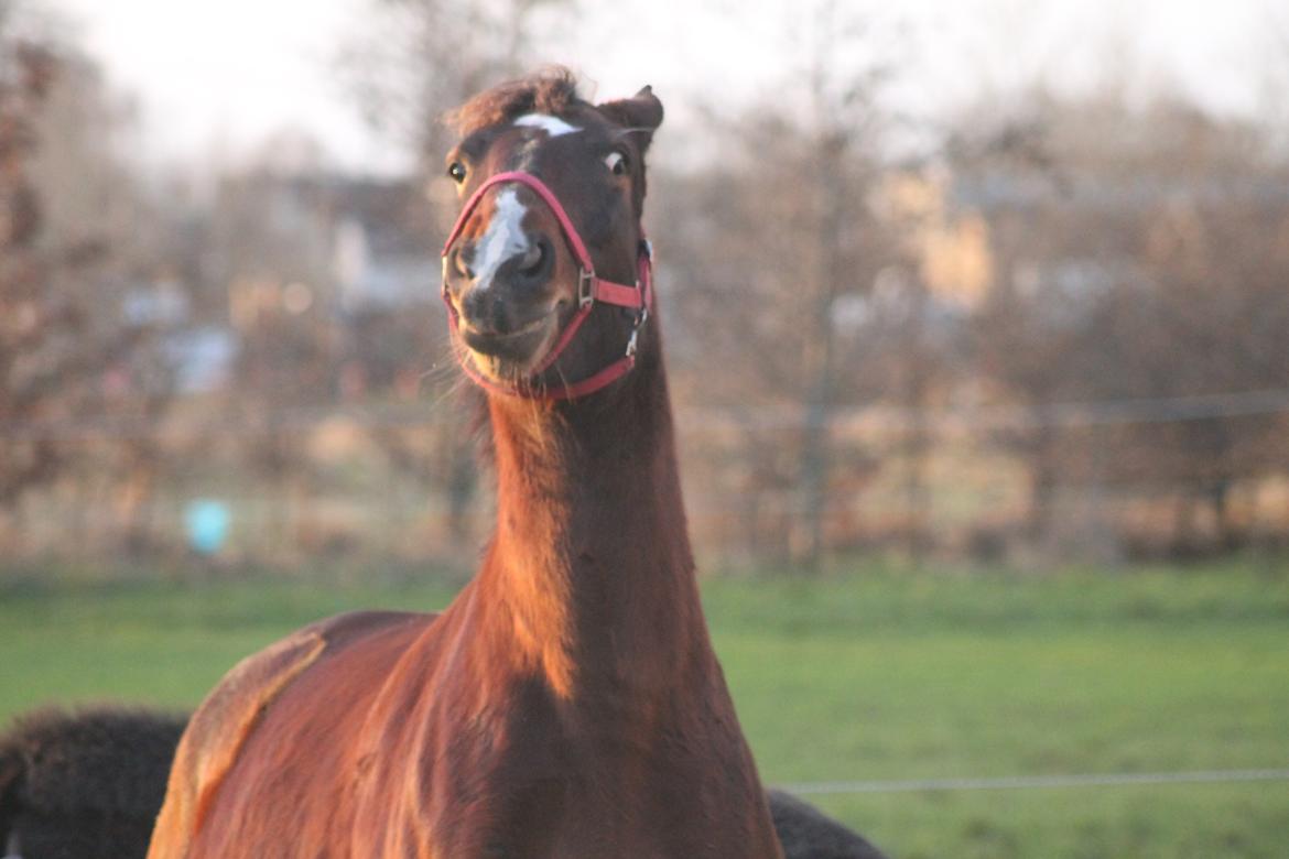 Oldenborg Bitten Hedegård (kælepotten)<3 Solgt :i billede 1