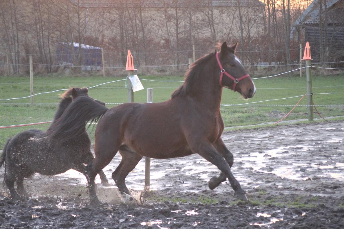 Oldenborg Bitten Hedegård (kælepotten)<3 Solgt :i billede 11