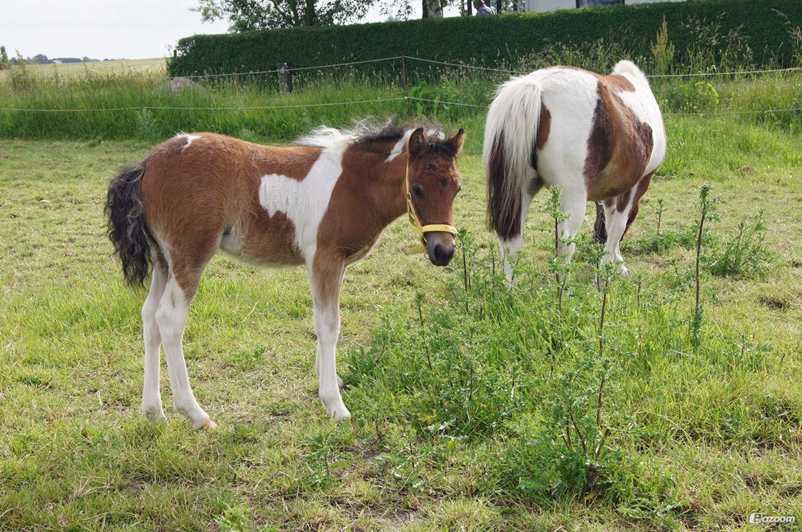 Pinto Smukke katy billede 3