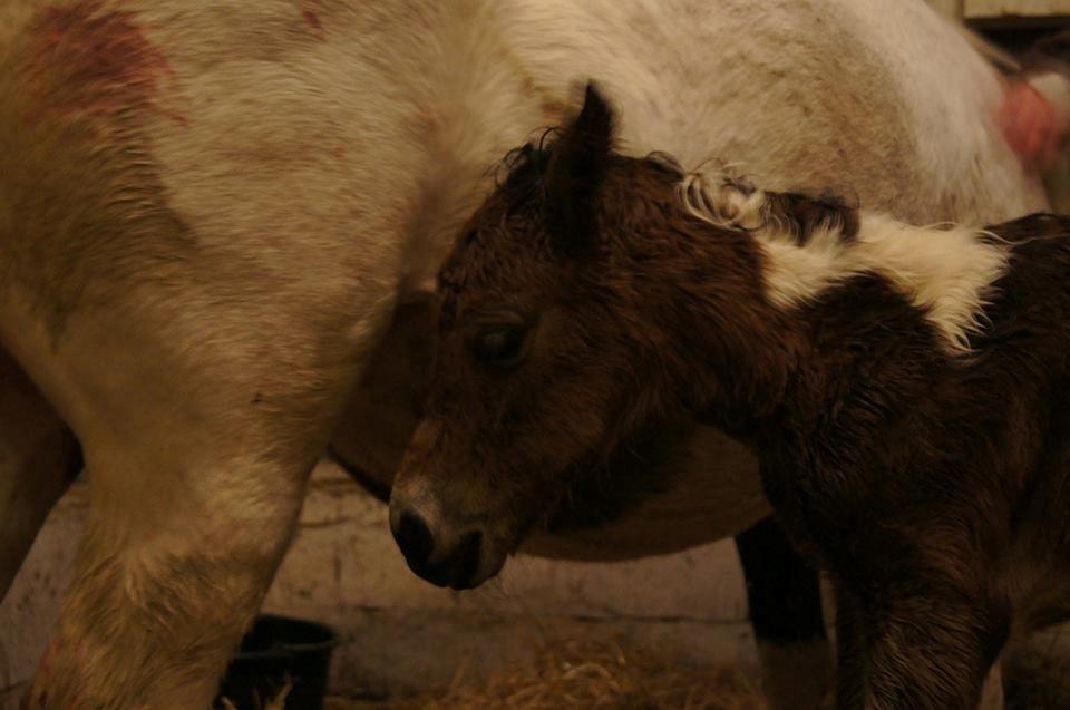 Pinto Smukke katy billede 5