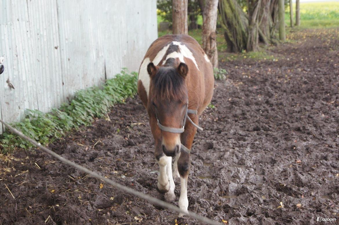 Pinto Smukke katy billede 6