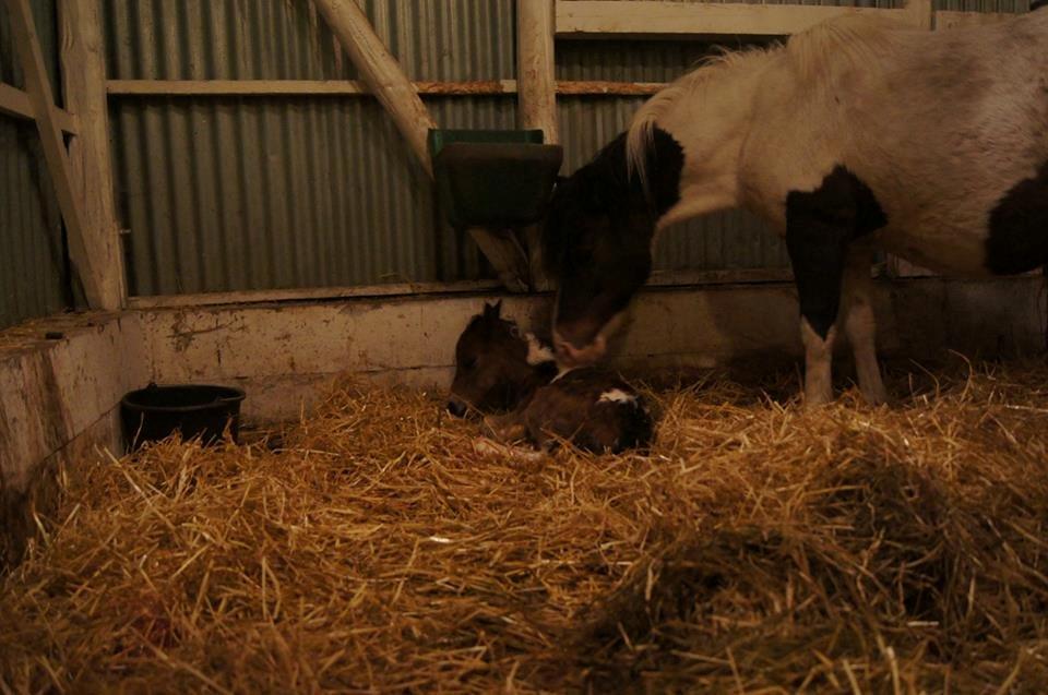 Pinto Smukke katy billede 4