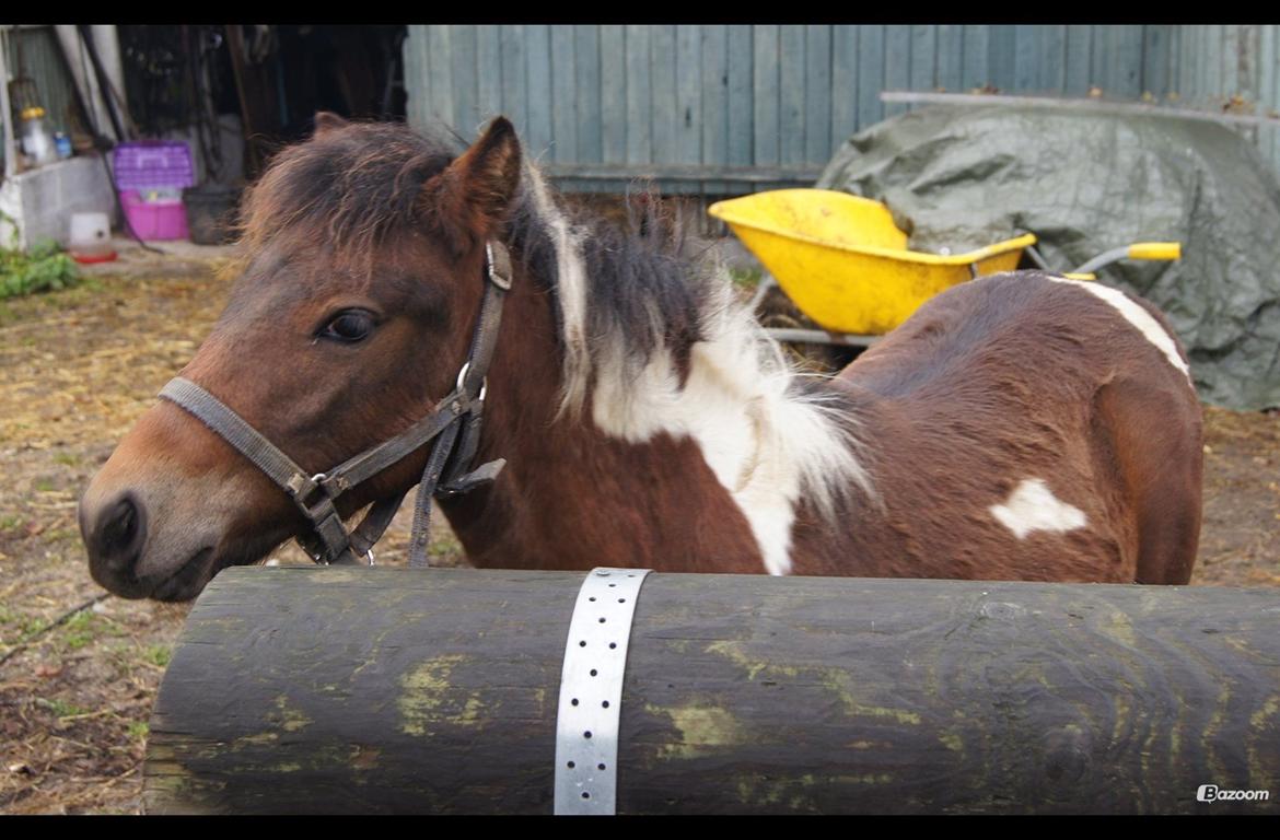 Pinto Smukke katy billede 7