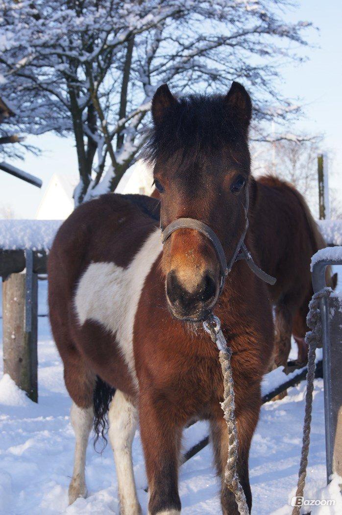 Pinto Smukke katy billede 8