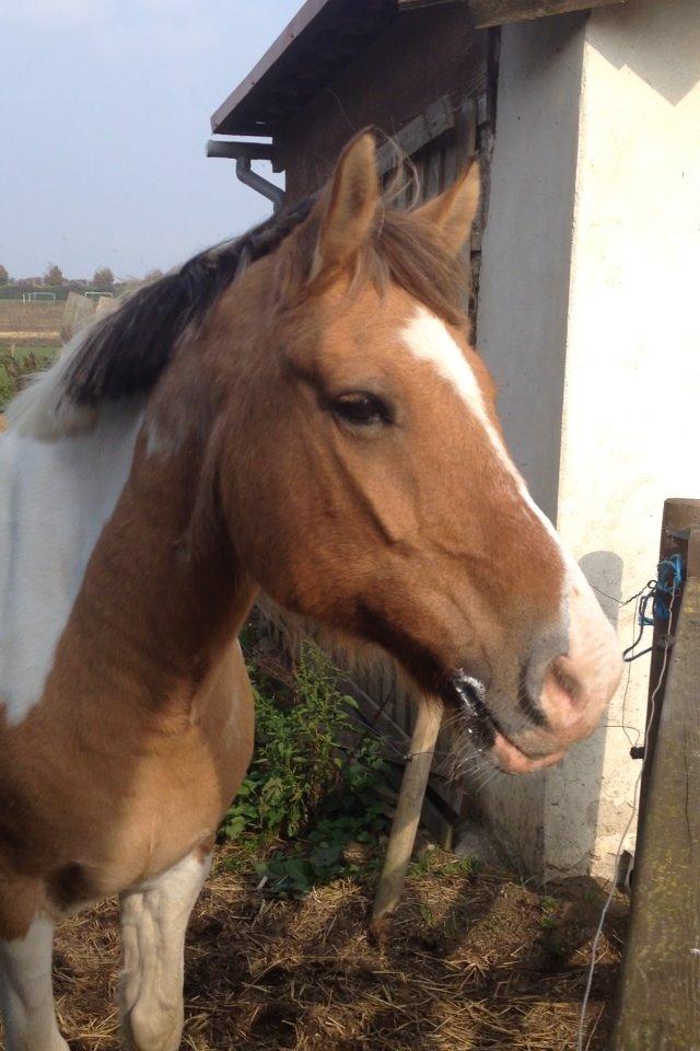 Anden særlig race Jens Marius billede 1