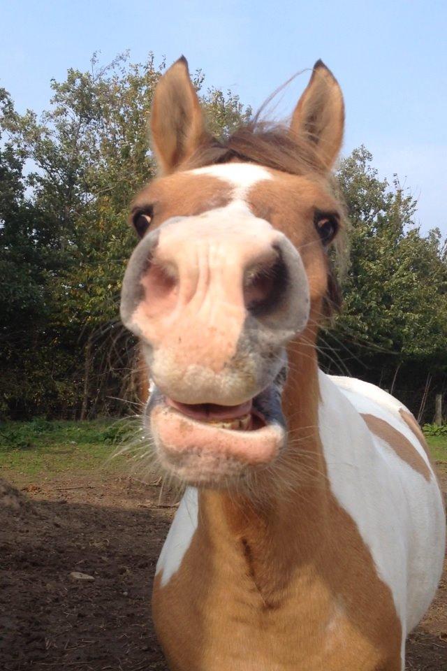 Anden særlig race Jens Marius billede 2