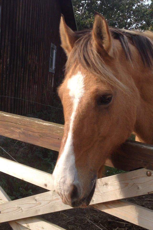 Anden særlig race Jens Marius billede 4