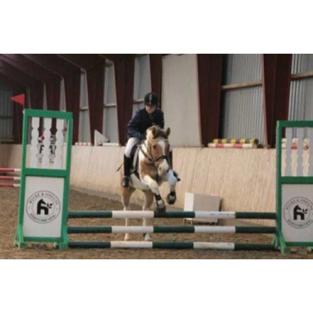 Anden særlig race Jens Marius billede 5