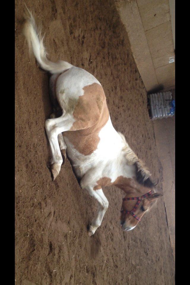 Anden særlig race Jens Marius billede 6