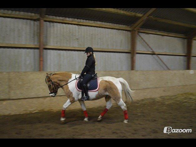 Anden særlig race Jens Marius billede 7