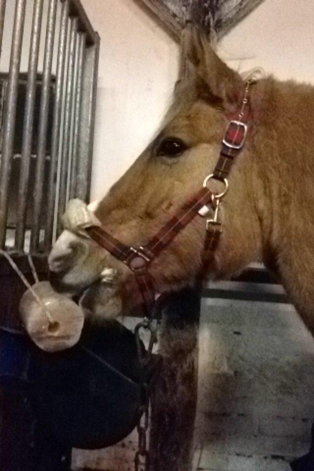 Anden særlig race Jens Marius billede 8