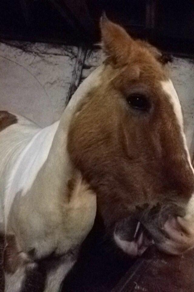 Anden særlig race Jens Marius billede 9