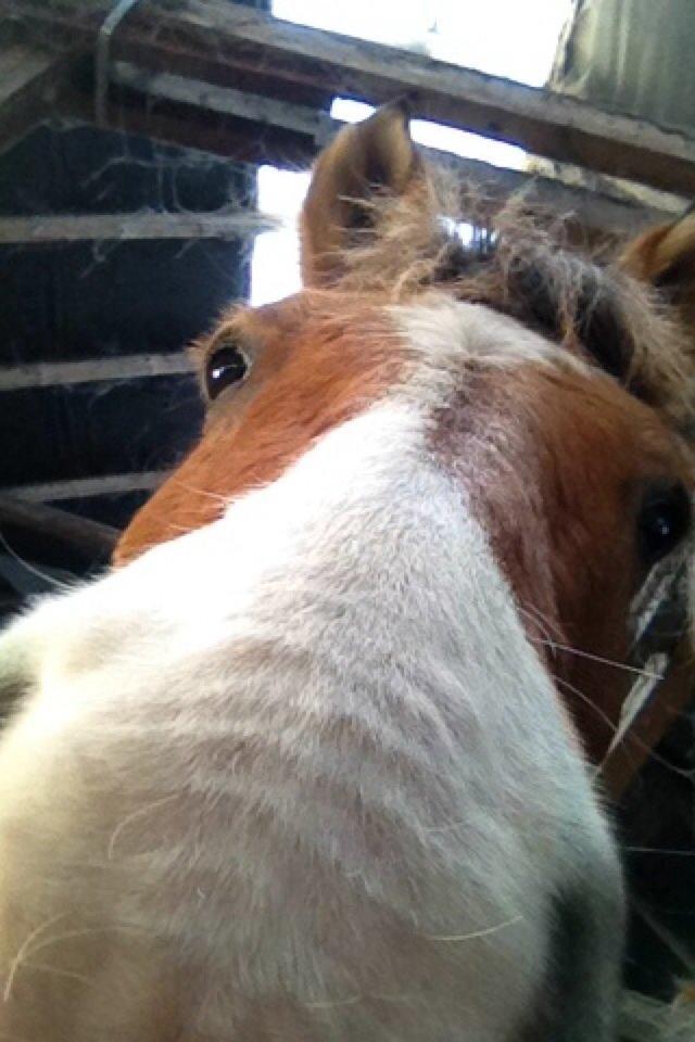 Anden særlig race Jens Marius billede 10