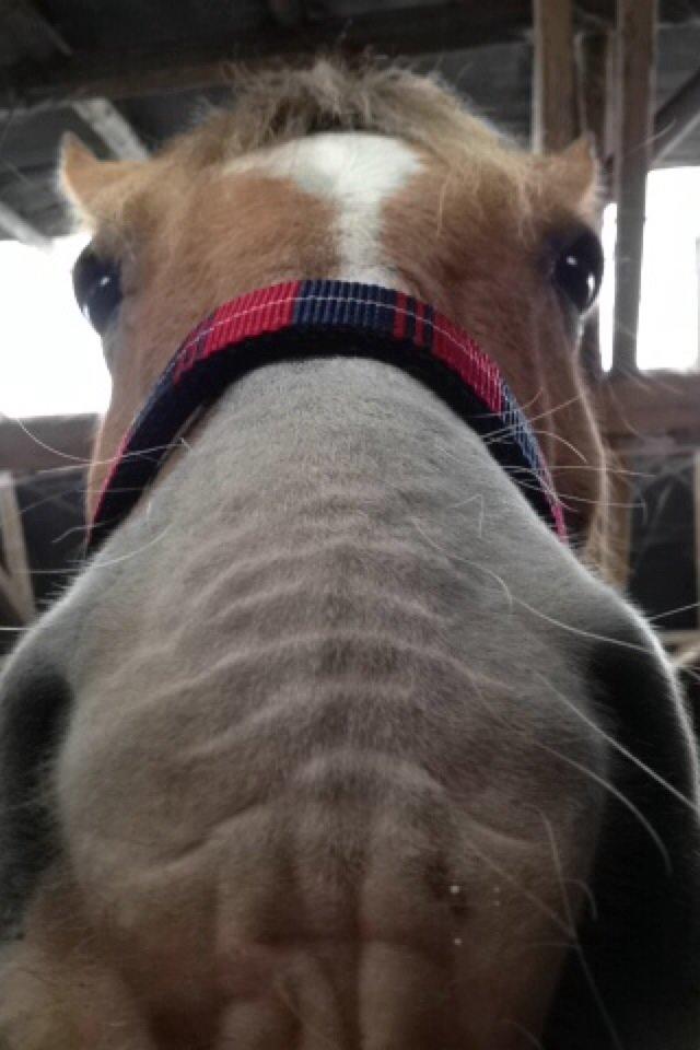 Anden særlig race Jens Marius billede 13