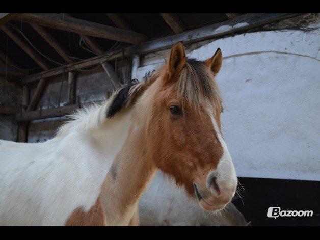 Anden særlig race Jens Marius billede 17