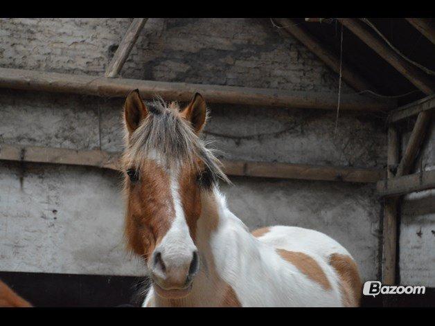 Anden særlig race Jens Marius billede 18