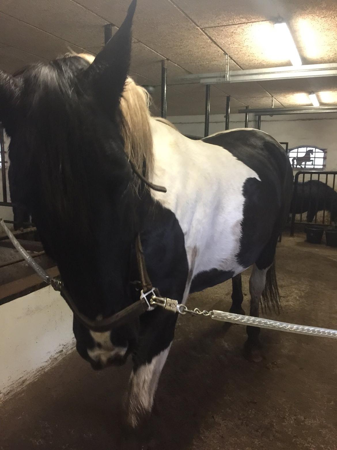 Anden særlig race Carlos billede 12