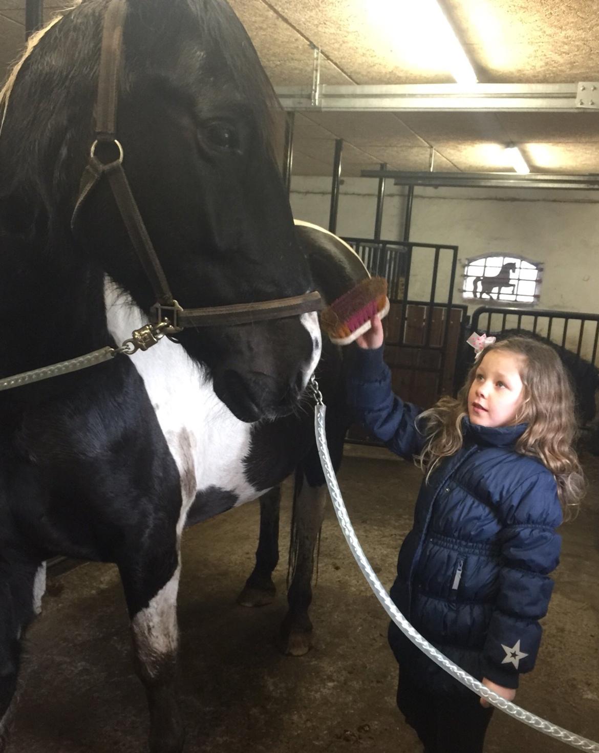 Anden særlig race Carlos billede 14