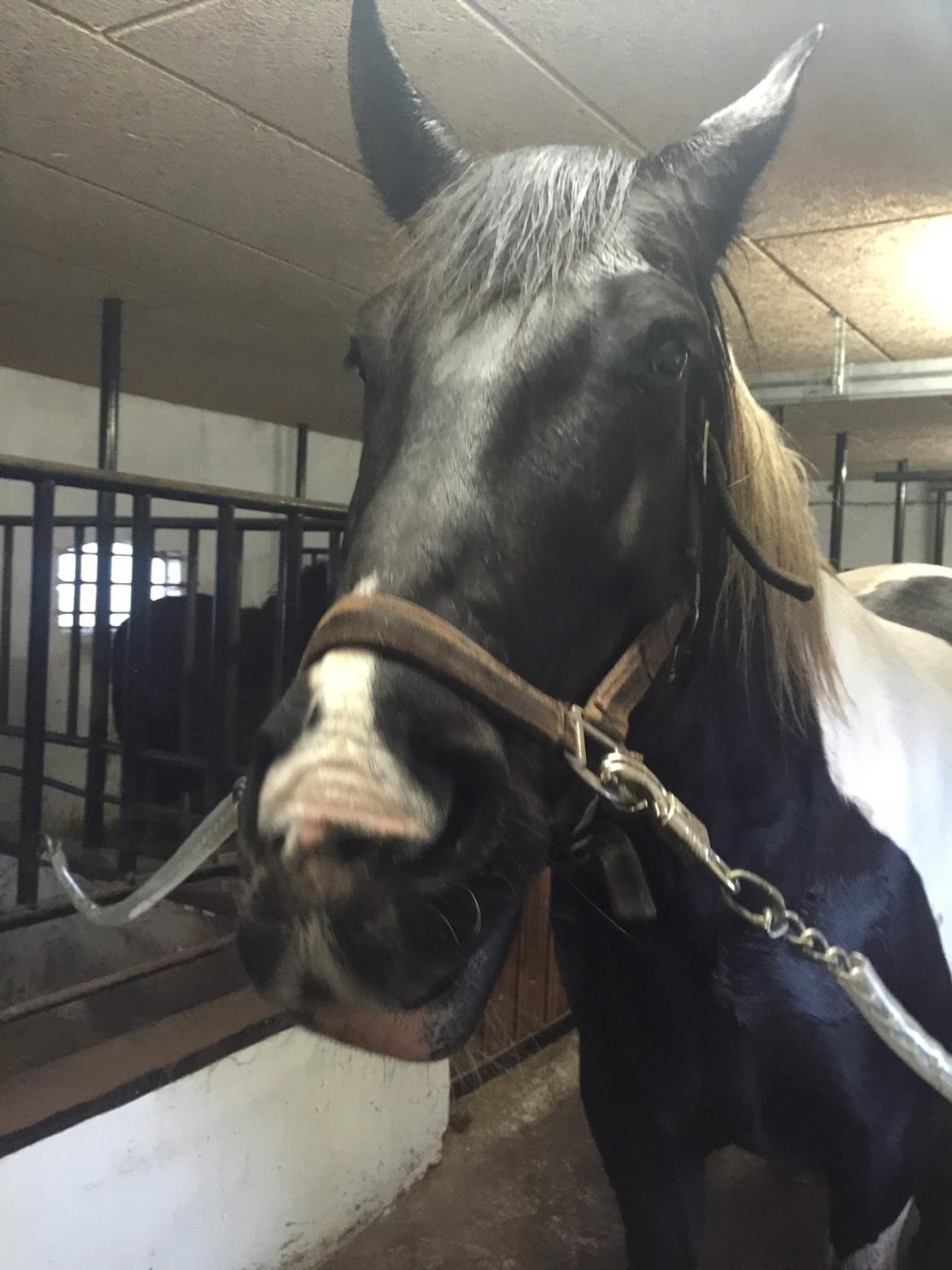 Anden særlig race Carlos billede 13