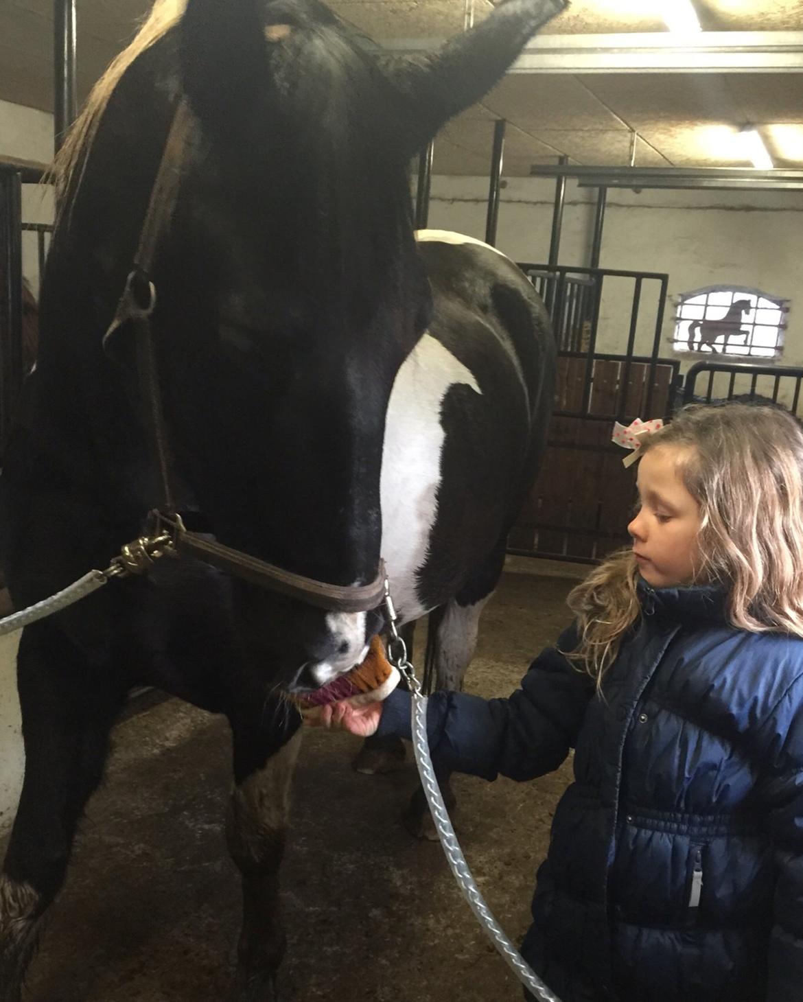 Anden særlig race Carlos billede 16