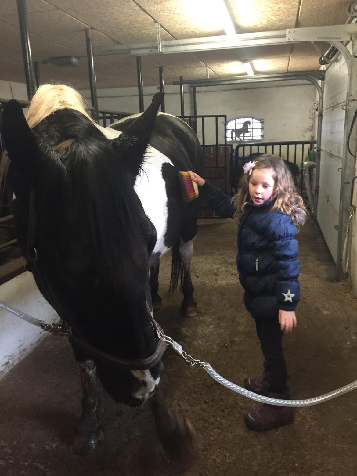 Anden særlig race Carlos billede 17