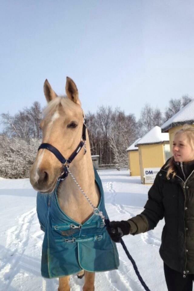 Palomino Lille skovgaards izzah diyaah billede 2