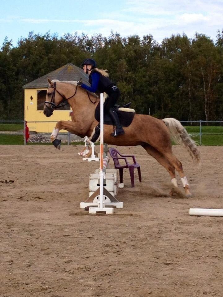 Palomino Lille skovgaards izzah diyaah billede 3