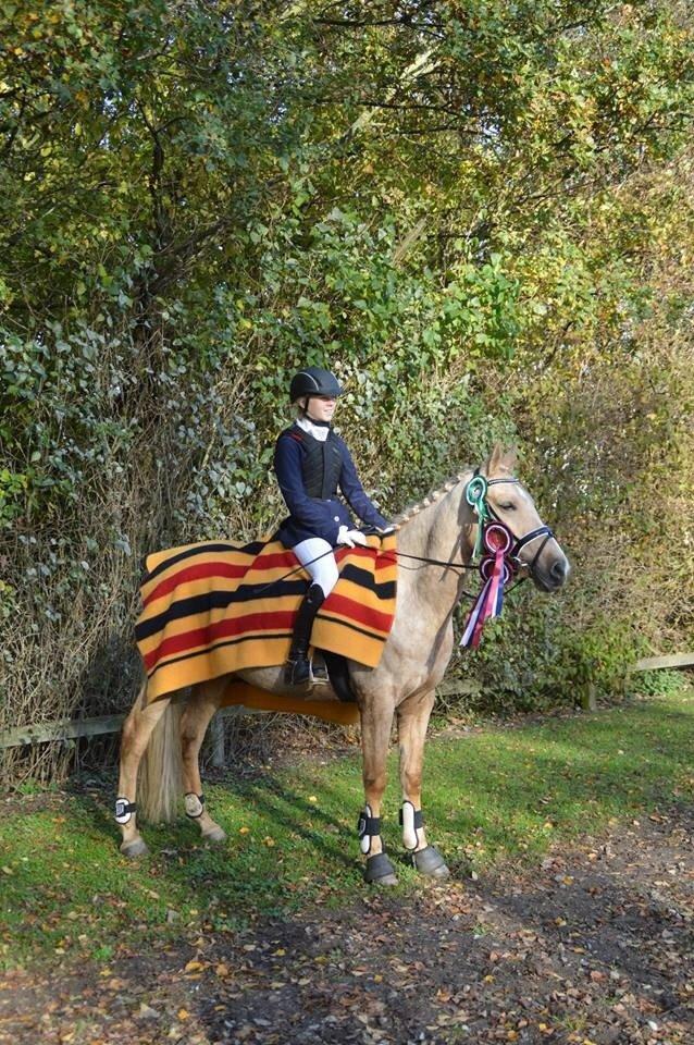 Palomino Lille skovgaards izzah diyaah billede 4