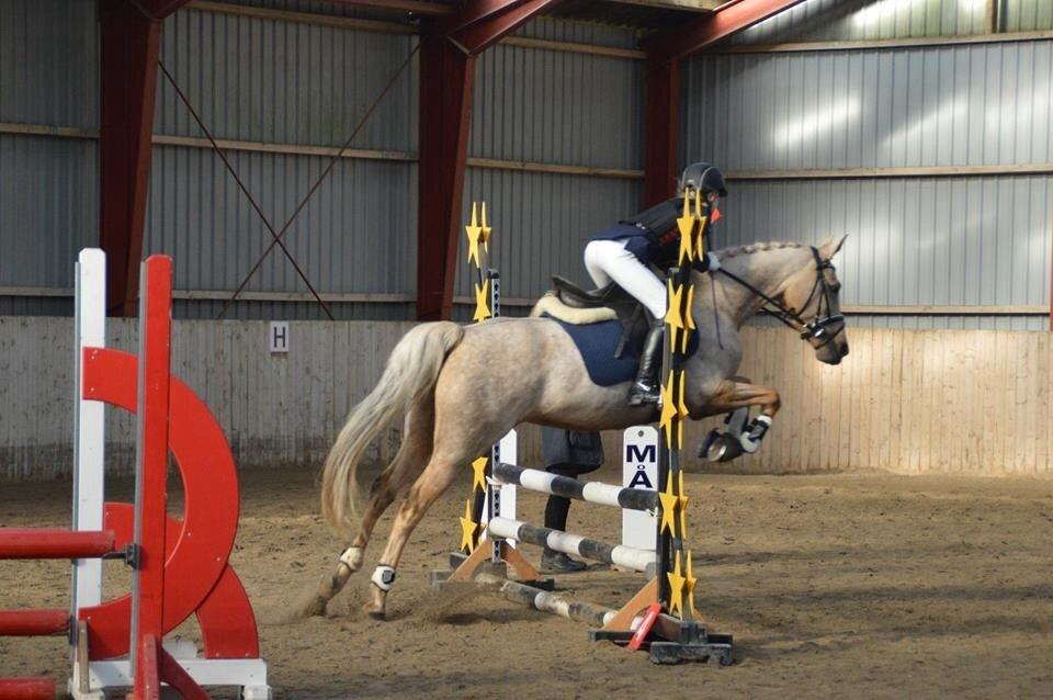 Palomino Lille skovgaards izzah diyaah billede 5