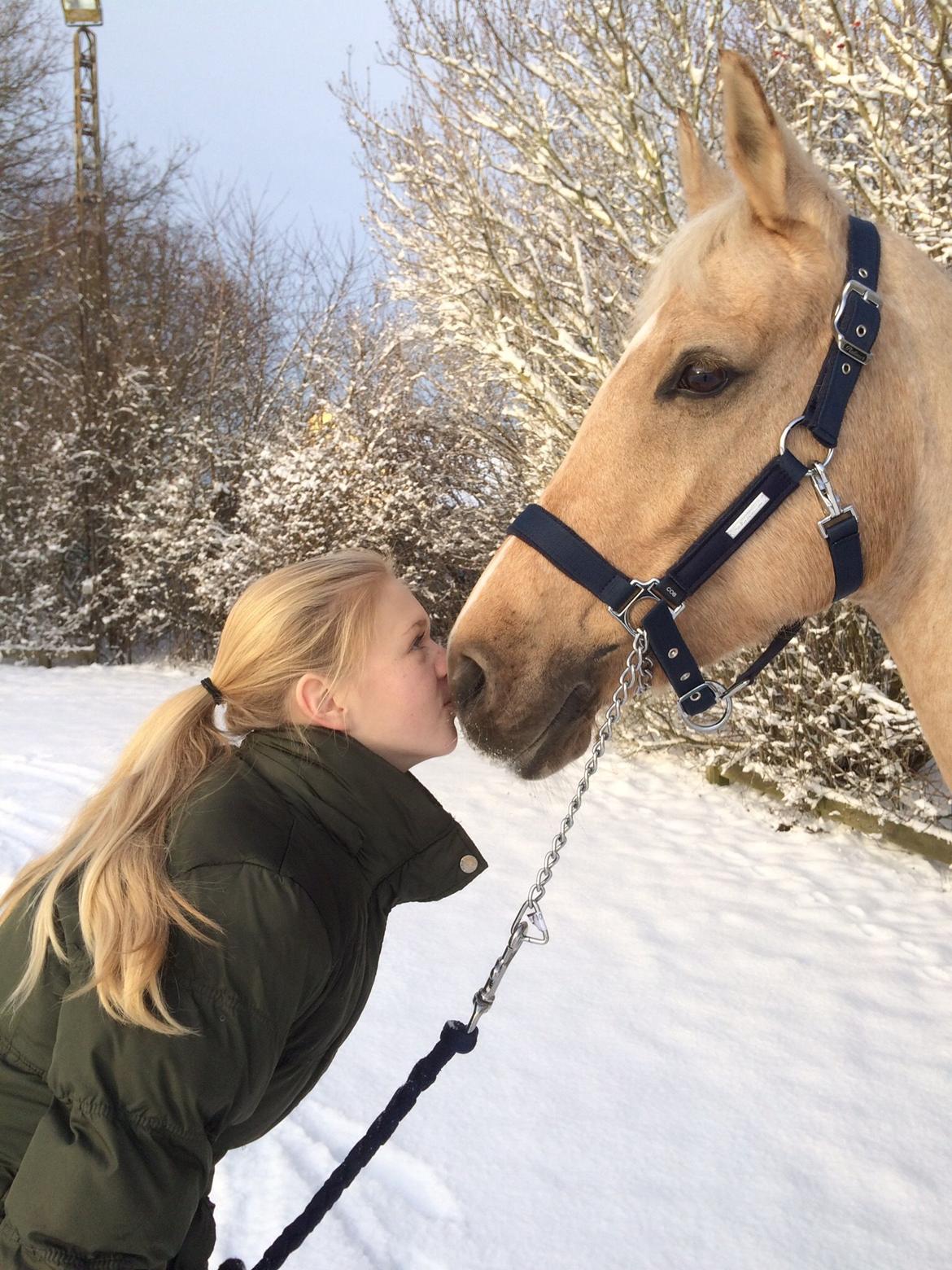 Palomino Lille skovgaards izzah diyaah billede 6