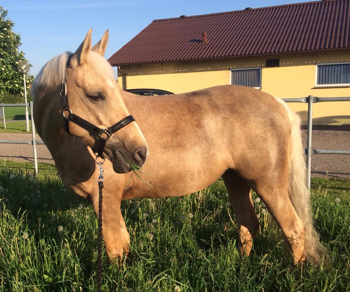 Palomino Lille skovgaards izzah diyaah billede 8