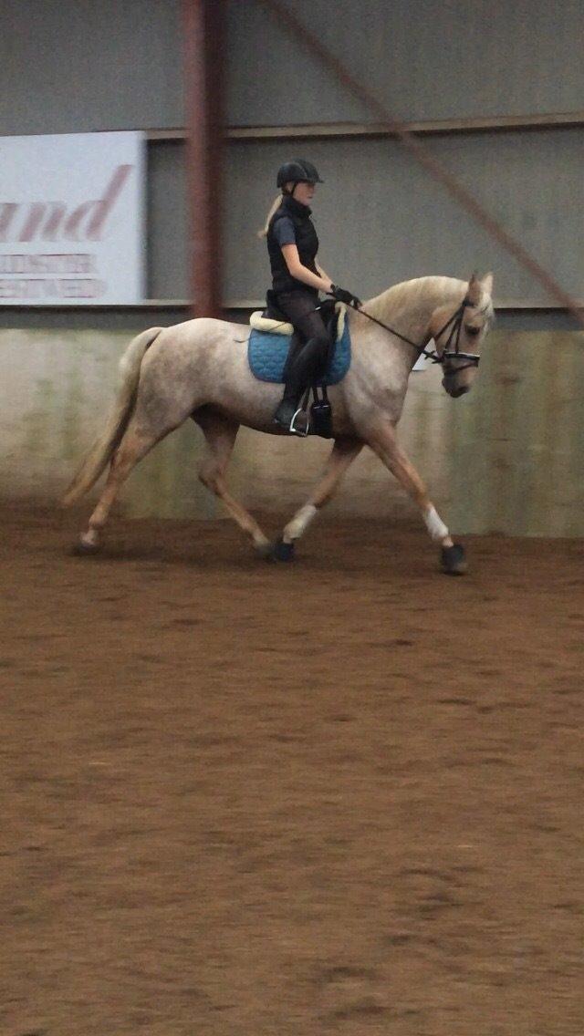 Palomino Lille skovgaards izzah diyaah billede 9