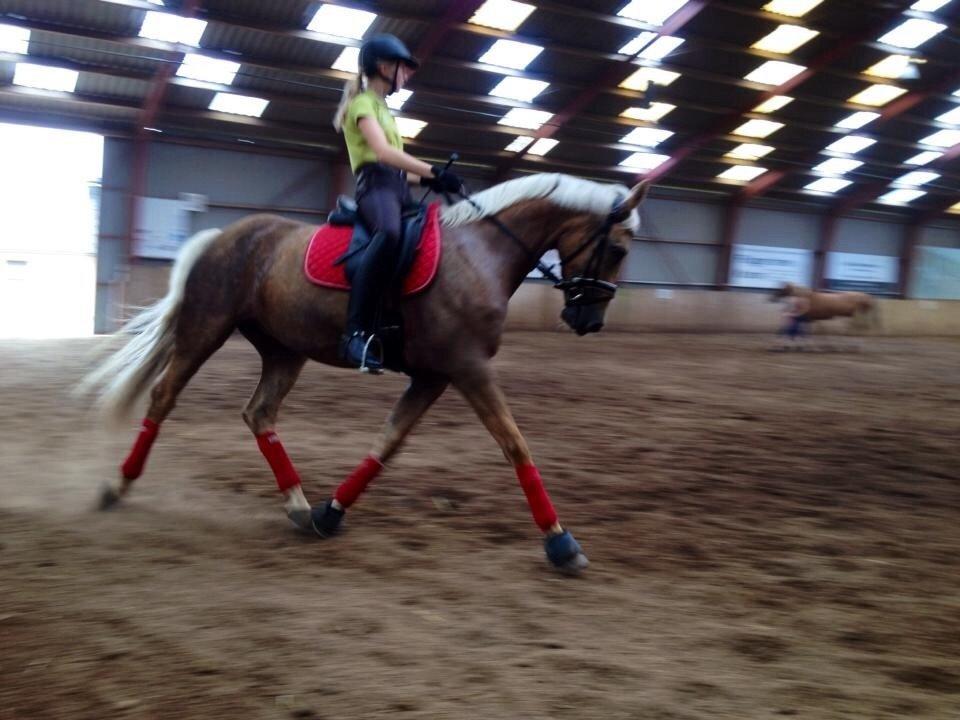 Palomino Lille skovgaards izzah diyaah billede 10