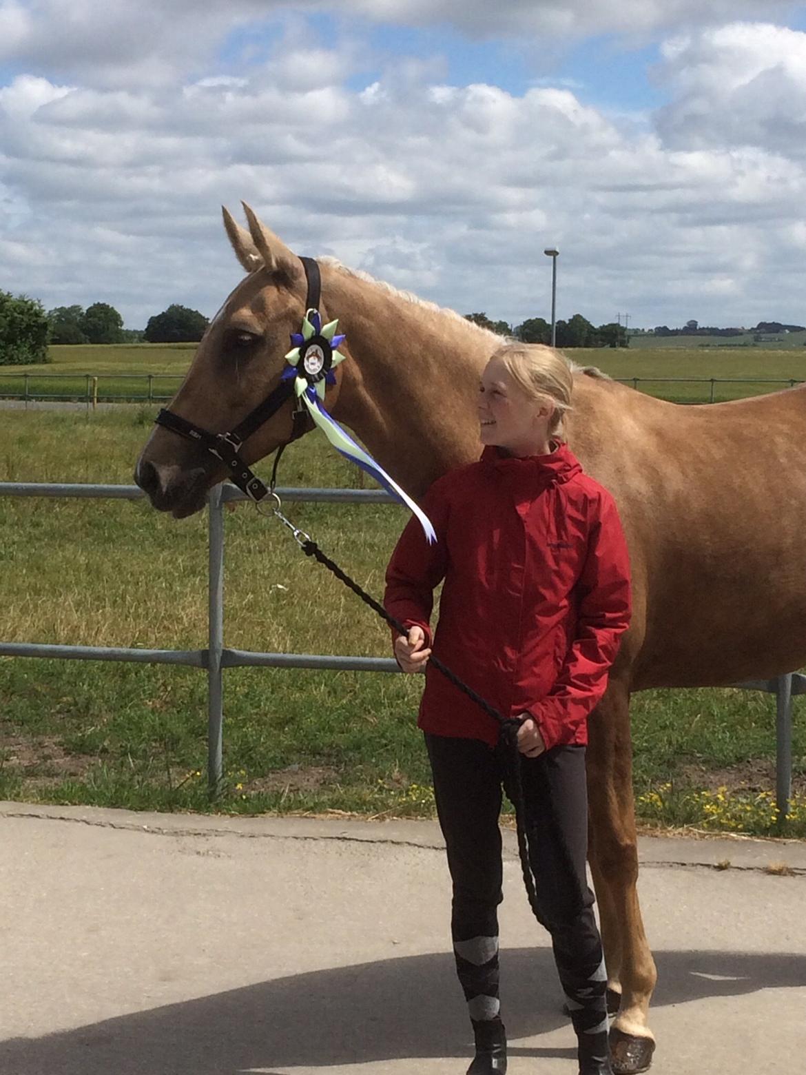 Palomino Lille skovgaards izzah diyaah billede 11