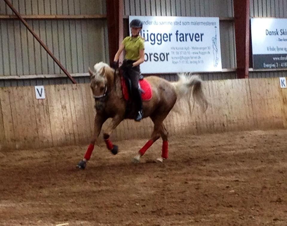 Palomino Lille skovgaards izzah diyaah billede 12