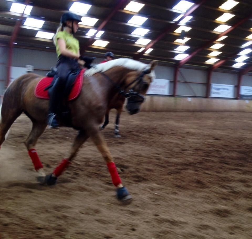 Palomino Lille skovgaards izzah diyaah billede 13