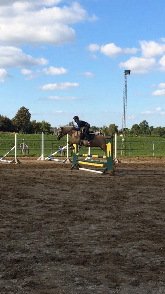 Palomino Lille skovgaards izzah diyaah billede 14