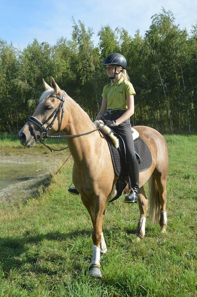 Palomino Lille skovgaards izzah diyaah billede 1