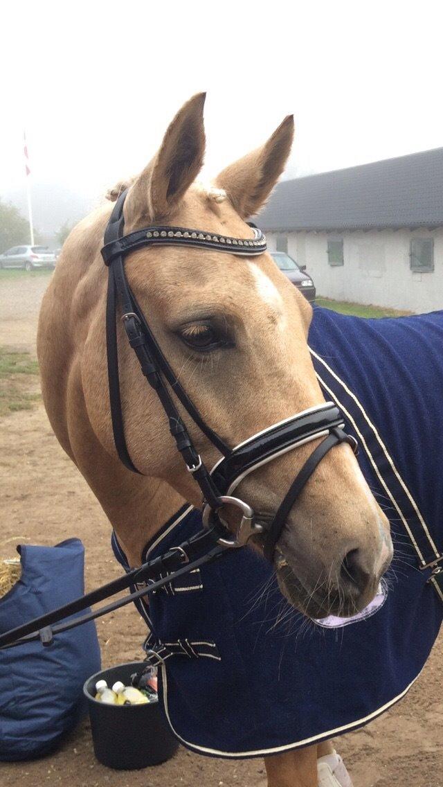 Palomino Lille skovgaards izzah diyaah billede 17