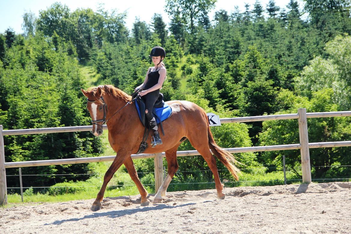 Frederiksborg Østervangs Fleur De Lis billede 18
