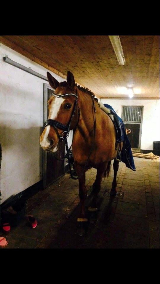 Frederiksborg Østervangs Fleur De Lis billede 16