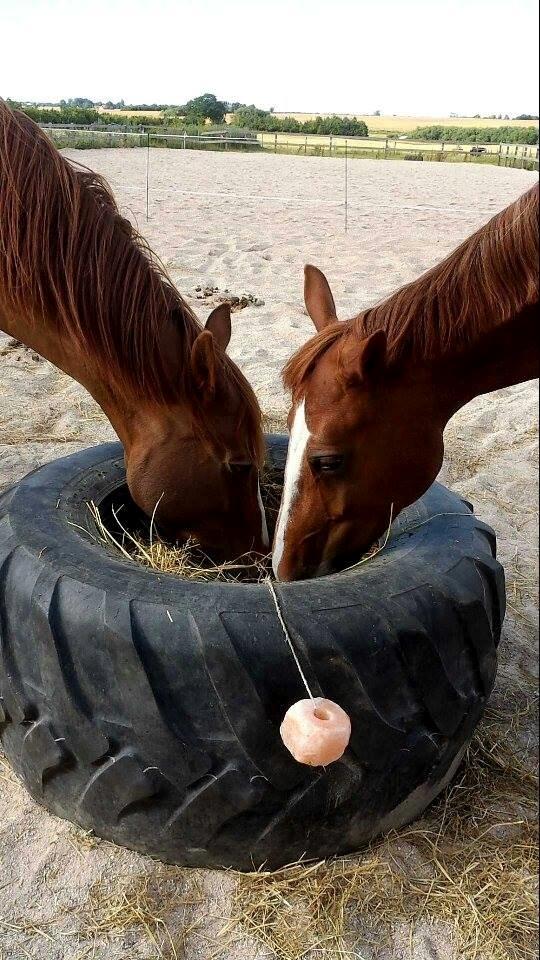 Frederiksborg Østervangs Fleur De Lis billede 6