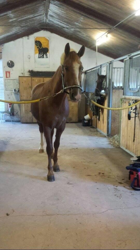 Frederiksborg Østervangs Fleur De Lis billede 8