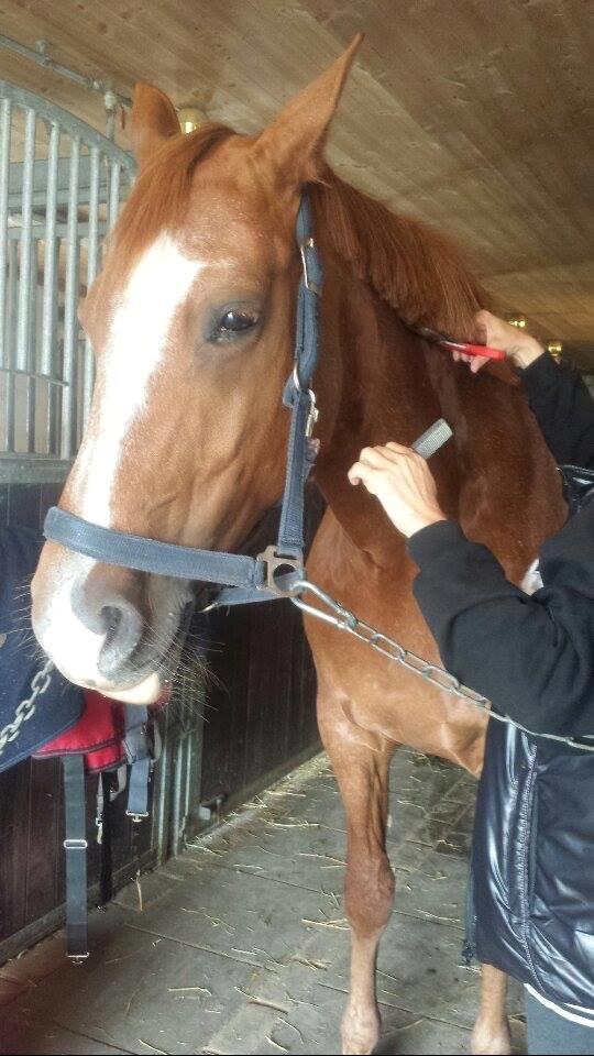 Frederiksborg Østervangs Fleur De Lis billede 17