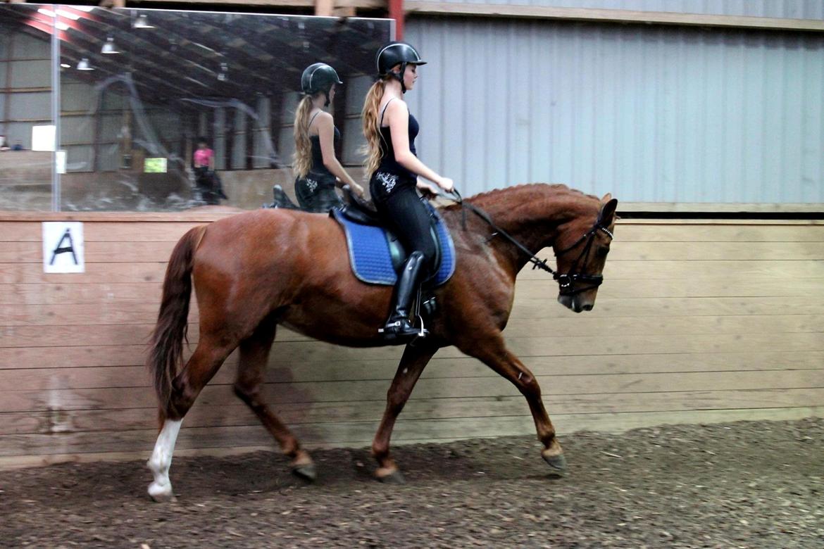 Frederiksborg Østervangs Fleur De Lis billede 4
