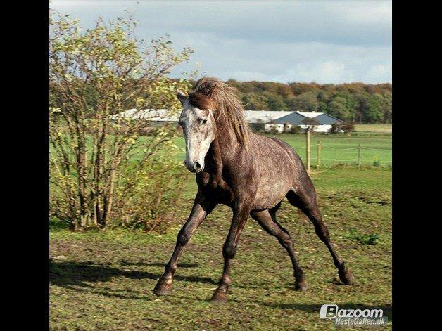 Anden særlig race Dejlige chance (tidligere hest) billede 1