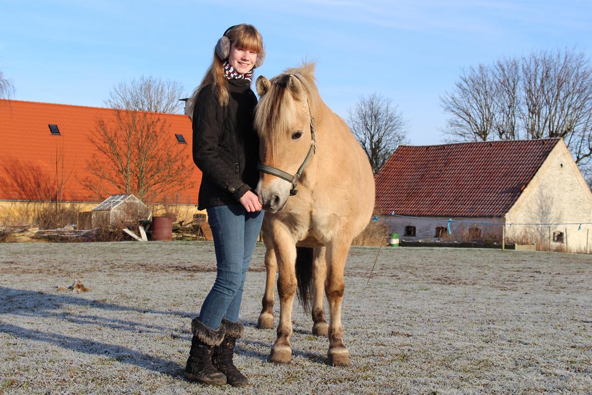 Fjordhest Lindelys Freja (Pony) - En vinterdag med rimfrost i græsset - julen 2014 billede 9