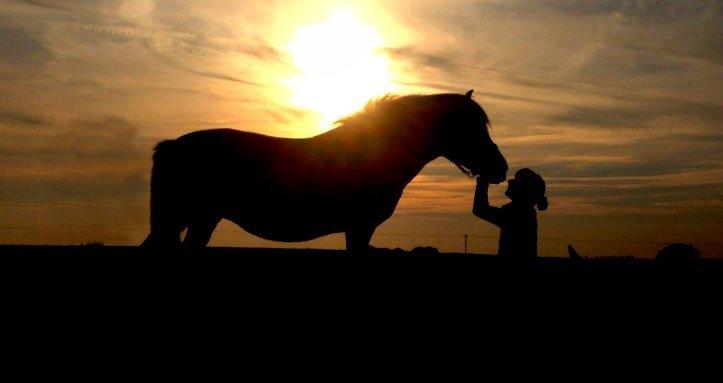 Fjordhest Lindelys Freja (Pony) - En stille stund, i solens sidste stråler. billede 15